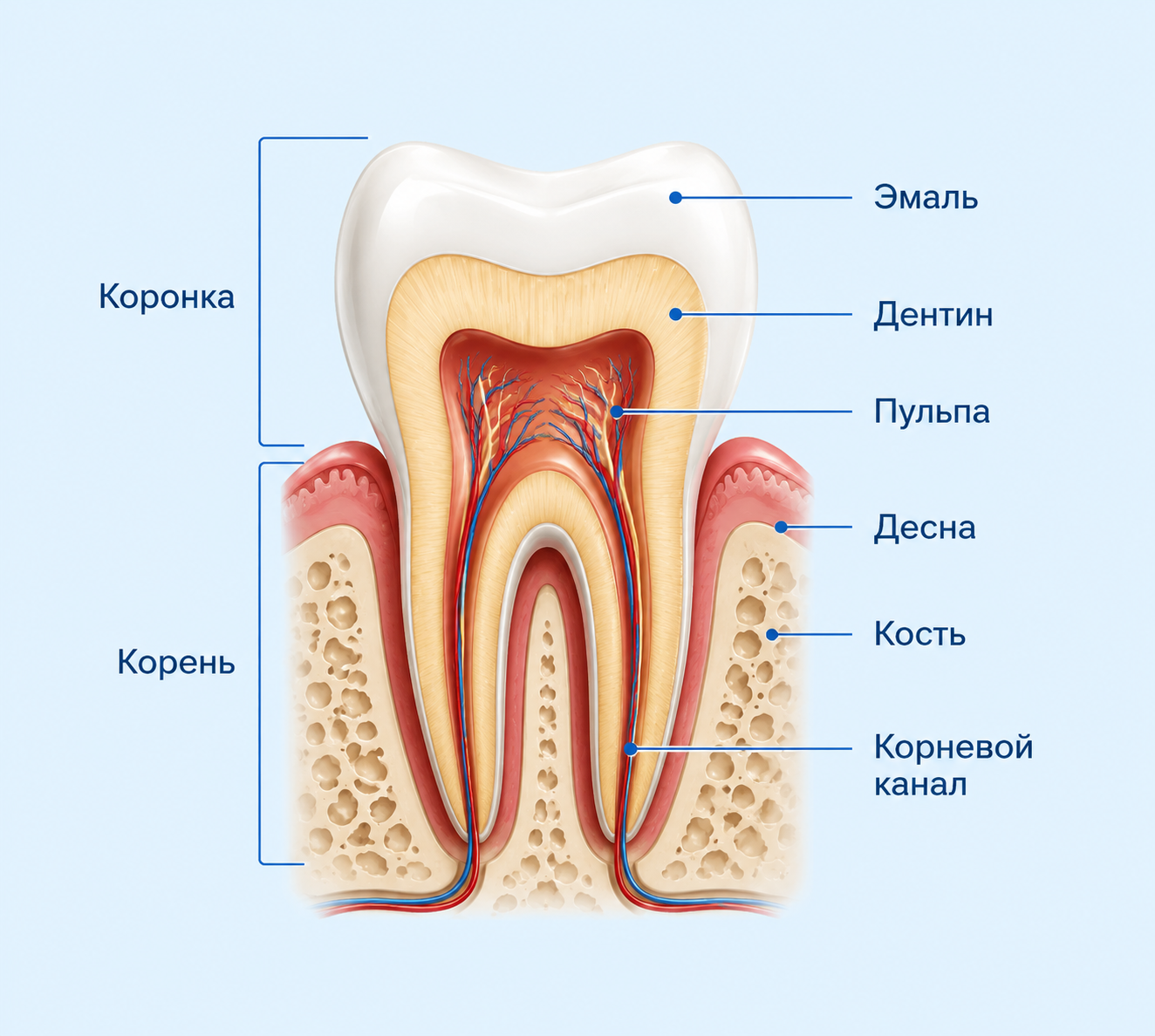 строение зуба человека строение зуба человека